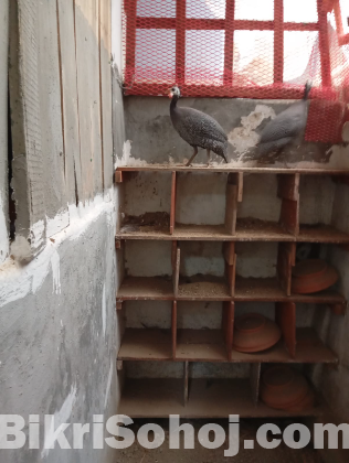তিতির পাখি (জোড়া)